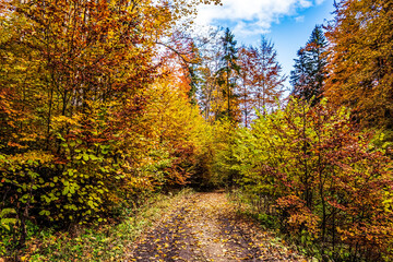 Landscapes - Forest - Europe, Romania, Suceava region