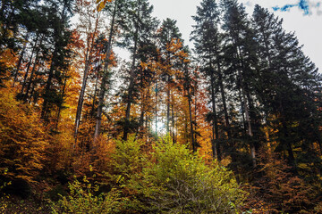 Landscapes - Forest - Europe, Romania, Suceava region