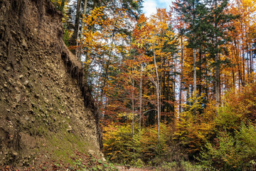 Landscapes - Forest - Europe, Romania, Suceava region