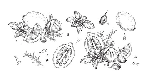 Lemon, garlic, basil, rosemary and pepper hand drawn ink compositions isolated on white background. Vector set os black and white illustration.Elements for food label design