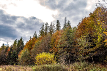 Landscapes - Forest - Europe, Romania, Suceava region
