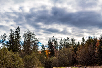 Landscapes - Forest - Europe, Romania, Suceava region