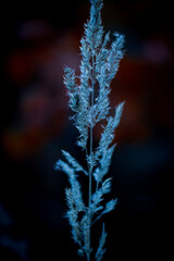 frost on the branches