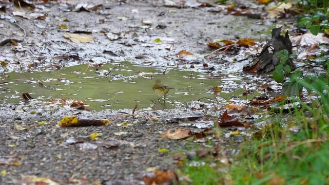 close-up of a Willow Warbler (Phylloscopus trochilus) bathing in a woodland puddle, Wilts UK