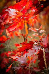 red maple leaves