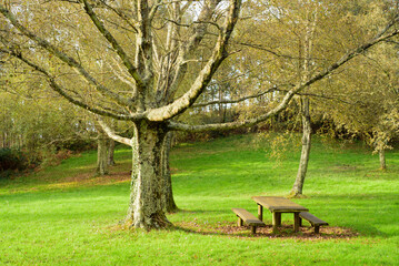 Mesa de picnic en bosque 