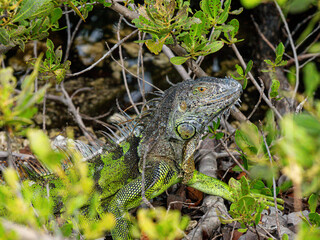 Obraz premium Wild Iguana in Brush