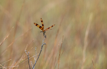 Close-Up of Dragonfly in Flight