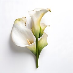 Flower concept design idea isolated on a white background