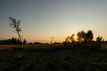 Wiese im Schwarzwald bei Sonnenuntergang