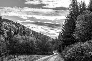Landscapes - Forest - Europe, Romania, Suceava region