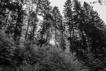 Obraz premium Landscapes - Forest - Europe, Romania, Suceava region