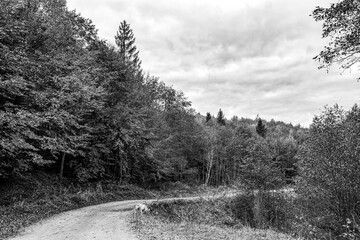Landscapes - Forest - Europe, Romania, Suceava region