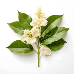 Fototapeta premium Flower concept design idea isolated on a white background