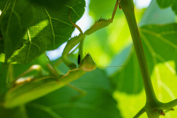 Gottesanbeterin Fangschrecke 