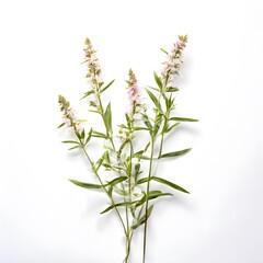 Flower concept design idea isolated on a white background