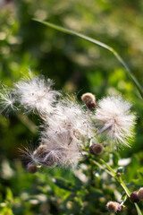 A detailed closeup shot of a beautiful dandelion flower among the grass