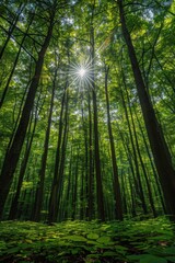 Sunlight shining through the trees in a forest with green leaves