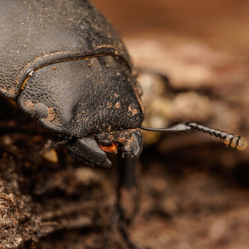 coleopteros