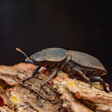 coleopteros