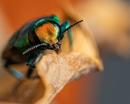 coleopteros