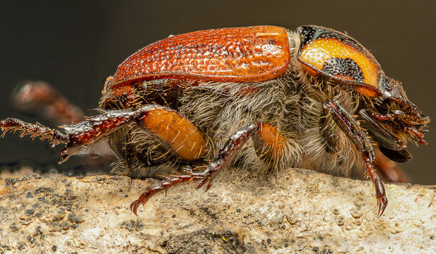 coleopteros