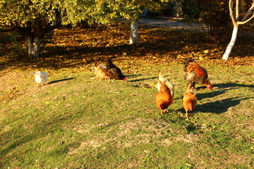 A group of chickens walking on grass