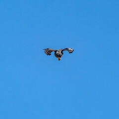 aguilucho