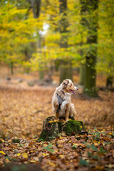 Border Collie im Wald Herbst sitzt auf einem Baumstamm