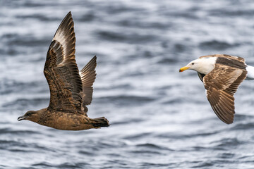 Aves alta mar