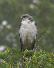aguilucho