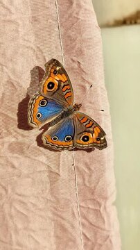 Borboleta
