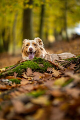 Border Collie mit lachendem Blick im Herbst