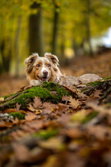 Ein Border Collie hinter einem Baumstamm im Wald