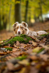 Border Collie mit süßem Blick im Herbst