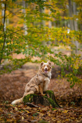Ein Border Collie im Wald Herbst sitzt auf einem Baumstamm