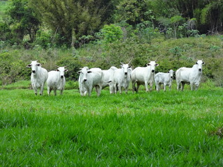 Vacas da ra&ccedil;a nelore