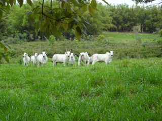 Vacas da ra&ccedil;a nelore