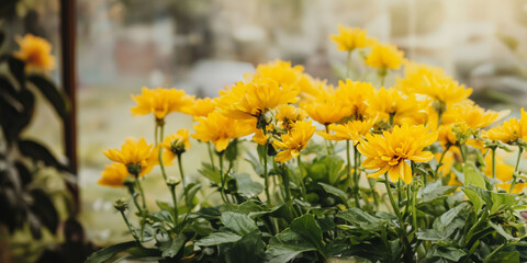Vibrant yellow flowers blooming outdoors in sunlit garden