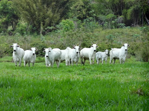 Vacas da ra&ccedil;a nelore