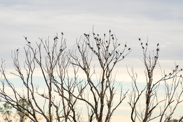 Withered old bare tree with birds on its branches in a rural landscape in autumn