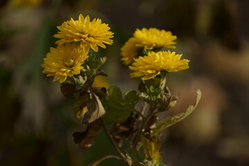 yellow flowers on sunny day on the street 