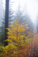 Fog in forest on Suchy Vrch, Orlicke hory, Czech Republic
