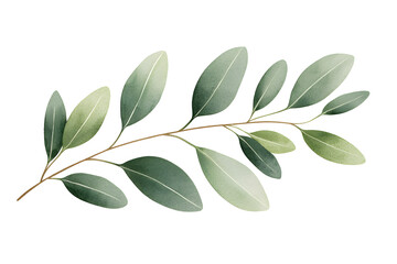 Naklejka premium Watercolor green eucalyptus branch isolated on white