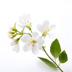 Flower concept design idea isolated on a white background