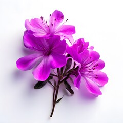 Obraz premium Flower concept design idea isolated on a white background