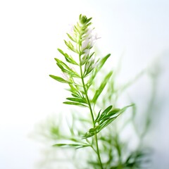 Fototapeta premium Flower concept design idea isolated on a white background