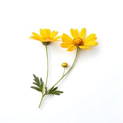 Obraz premium Flower concept design idea isolated on a white background