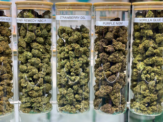 Large glass jars of different marijuana strains
