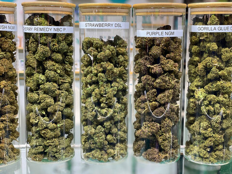 Large glass jars of different marijuana strains